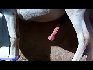 Sexy horse and man and woman caught in the act of bestiality