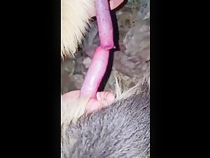 SGKia dogs: A beastly and exciting encounter