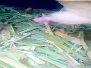 Sheep Sex - A Bestial and Exciting Experience