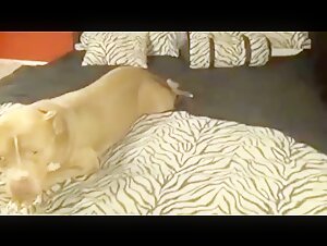 Shelly Rims and her three canine companions