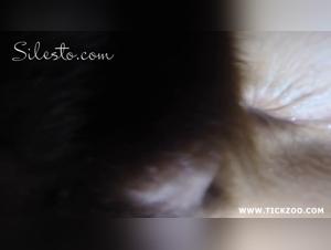 Silento: where bestiality reigns supreme