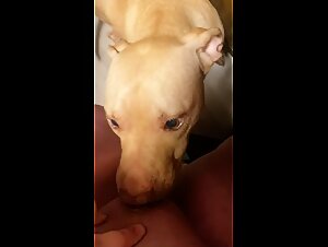 Slut gets fucked by her dog in this new animal porn