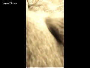 Slut gets fucked by her horse in a bestial embrace (short)