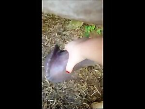 Slut gets fucked by pitbull live