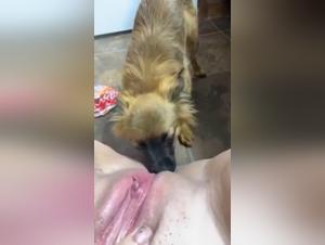 Sluts to shove up dogs' asses