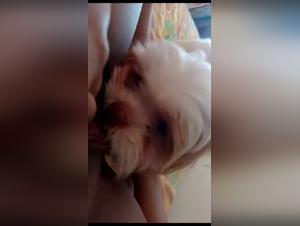 slutty lips abandoned the Brazilian dog