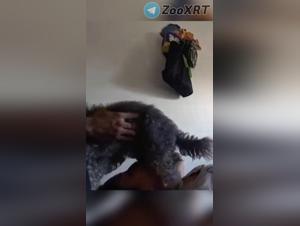 solo beastiality prohibited, xxx hardcore