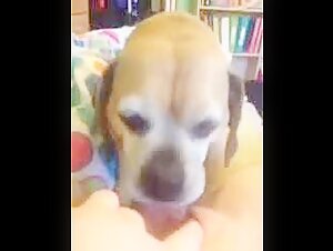 Sr Licker: A Bestial and Exciting Experience