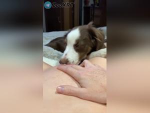 Strayx orgies: crazy dog and devoted whore