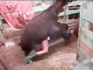 Submissive woman gets fucked by a llama