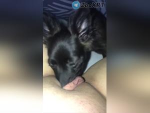 Taboo licking: dog and slut