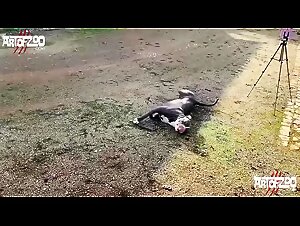 Teen ArtofZoo: Forbidden Kisses with Wild Dogs