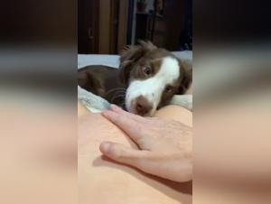 Teen Bestiality Videos, Woman and Dog Sex Video