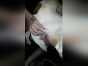 Teen Depravation: animality and unhealthy pleasure