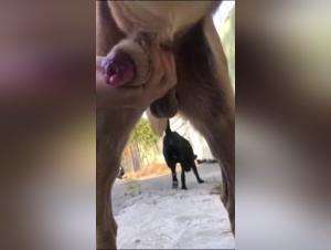 teen fucked by a powerful dog