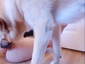 Teenage girl enjoys getting her anus licked by her dog live
