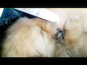 Teenage girl feeds her puppy
