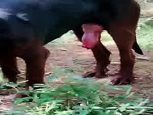 The adorable slut whore dog fucks with my dog