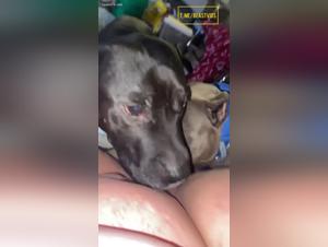 The apogee of bestial desire: dominance and wild regions