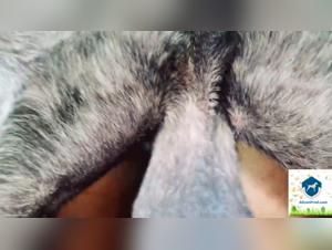 The Bastiast Delights of Furious Sam