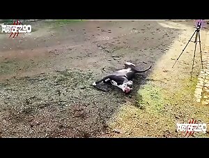 The best animal porn channel in 2023