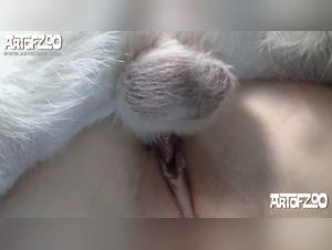 The best beastiality porn tube