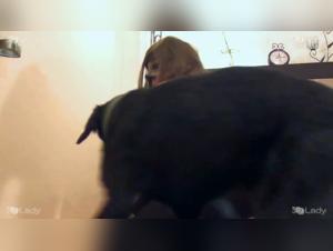 The best porn videos with a dog