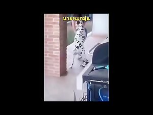 The best videos of Hundeporno and AnimalPorno for you