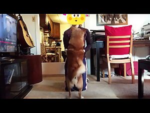 The best videos of sluts making love to their dog