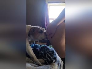 The best zoofilia videos with cats and dogs