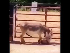 The dirty whore gives in to animal pleasure