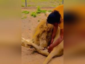 The embodiment of wild desire: man and lion