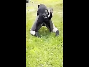 The Housewife Unleashed: Zoofilia Intense