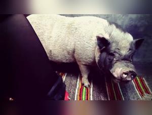 The irresistible fall of Yasmin in the Beastility