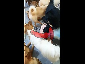 The Japanese Pussy Slut Who Becomes The Star Of My Movie