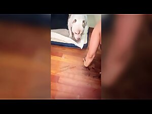 The Joys of Family Dog: A Succubus Slut at Home