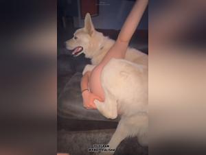 The jungle of desires: extreme animal sex