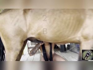 The most beautiful videos of Zoophilia for men