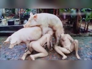 The Obscene Reality: Animal Orgy Live