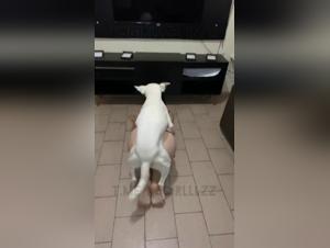 The peak of pleasure K9: red lingerie and animal debauchery