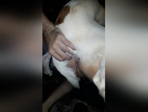 The raw drive: insatiable dogs and desire