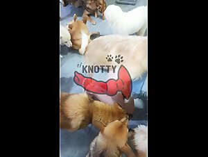 The Secret Life of a Guardian Dog (Part 1) - zoo porn tube