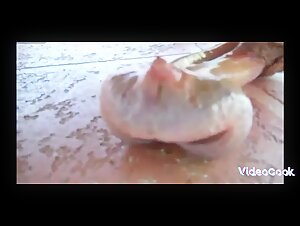 The Turtle: An Unexpected Surprise!