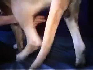 The whore sucks is dog tickzootv animalporn