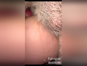 Third Party Hardcore: canine domination