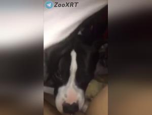 Three dogs, a raw enjoyment