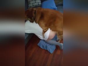 Thrills with animals