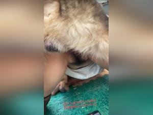 Tickzoo: canine domination and raw enjoyment