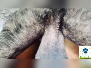 TikTok Zoo - Lina Fureur chez Sam