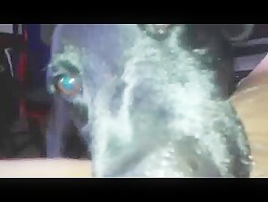 Tongue in my canine intimacy